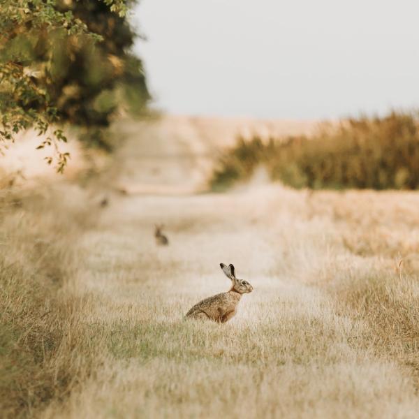 Wilde konijnen op de Kanino wandelroute op Endelave