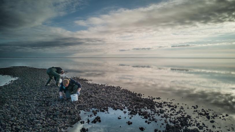 Oesters plukken tijdens een oestersafari in de Waddenzee in Denemarken