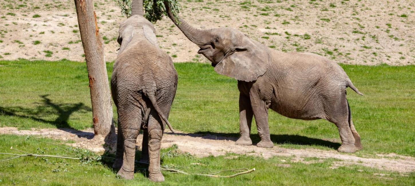 Slapen in Knuthenborg Safaripark tussen olifanten
