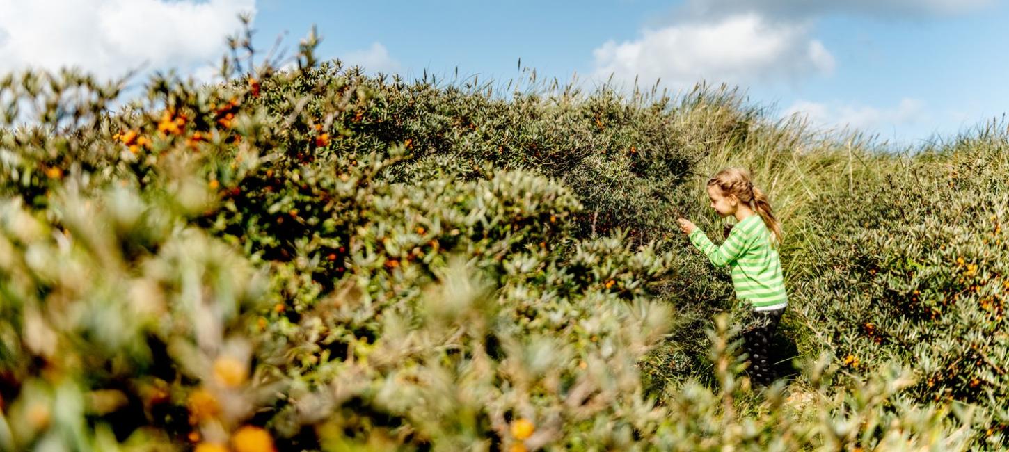Child picking sea buckthorn in National Park Thy, on the north west coast of Denmark