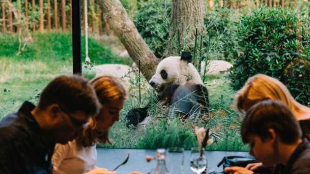 Restaurant mit Aussicht zum Pandagehege im Zoo Kopenhagen