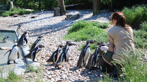 Penguins in Jyllands Park Zoo near Hvide Sande, West Jutland
