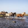 Horses, Læsø, North Jutland