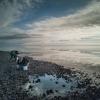 Oesters plukken tijdens een oestersafari in de Waddenzee in Denemarken