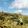Child picking sea buckthorn in National Park Thy, on the north west coast of Denmark