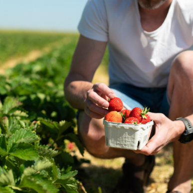 Erdbeeren pflücken beim Hof "Holtgaard" an der dänischen Ostseeküste