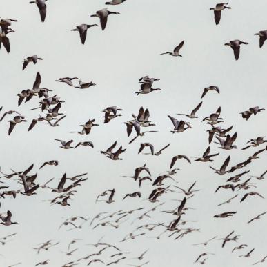 Denemarken vakantie? Ontdek de vogelmigraties in het Deense Waddenzeegebied
