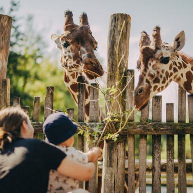 Giraffes in Odense Zoo on Fyn