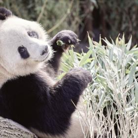 Missa inte pandorna som har flyttat in på Köpenhamns Zoo