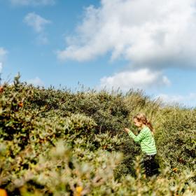 Child picking sea buckthorn in National Park Thy, on the north west coast of Denmark