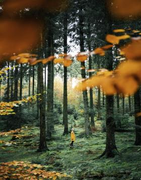 Woman in Rold Forest in autumn, Himmerland, North Jutland