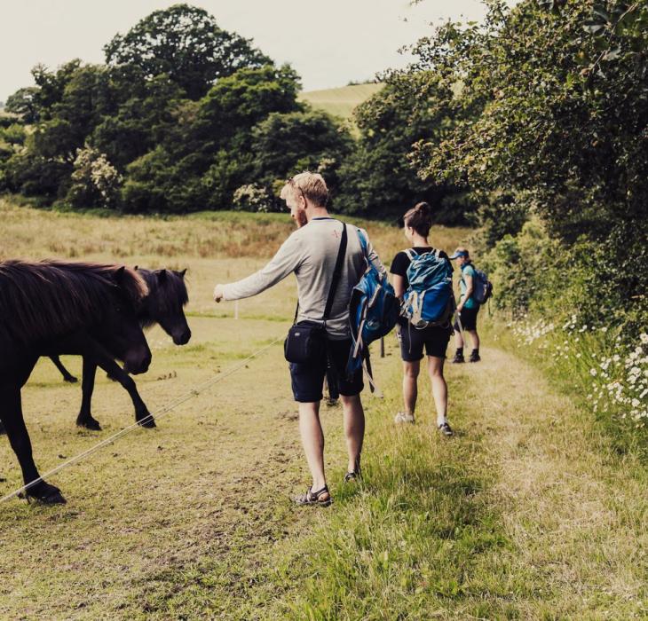 Horses during a hiking tour in Lejre, Denmark